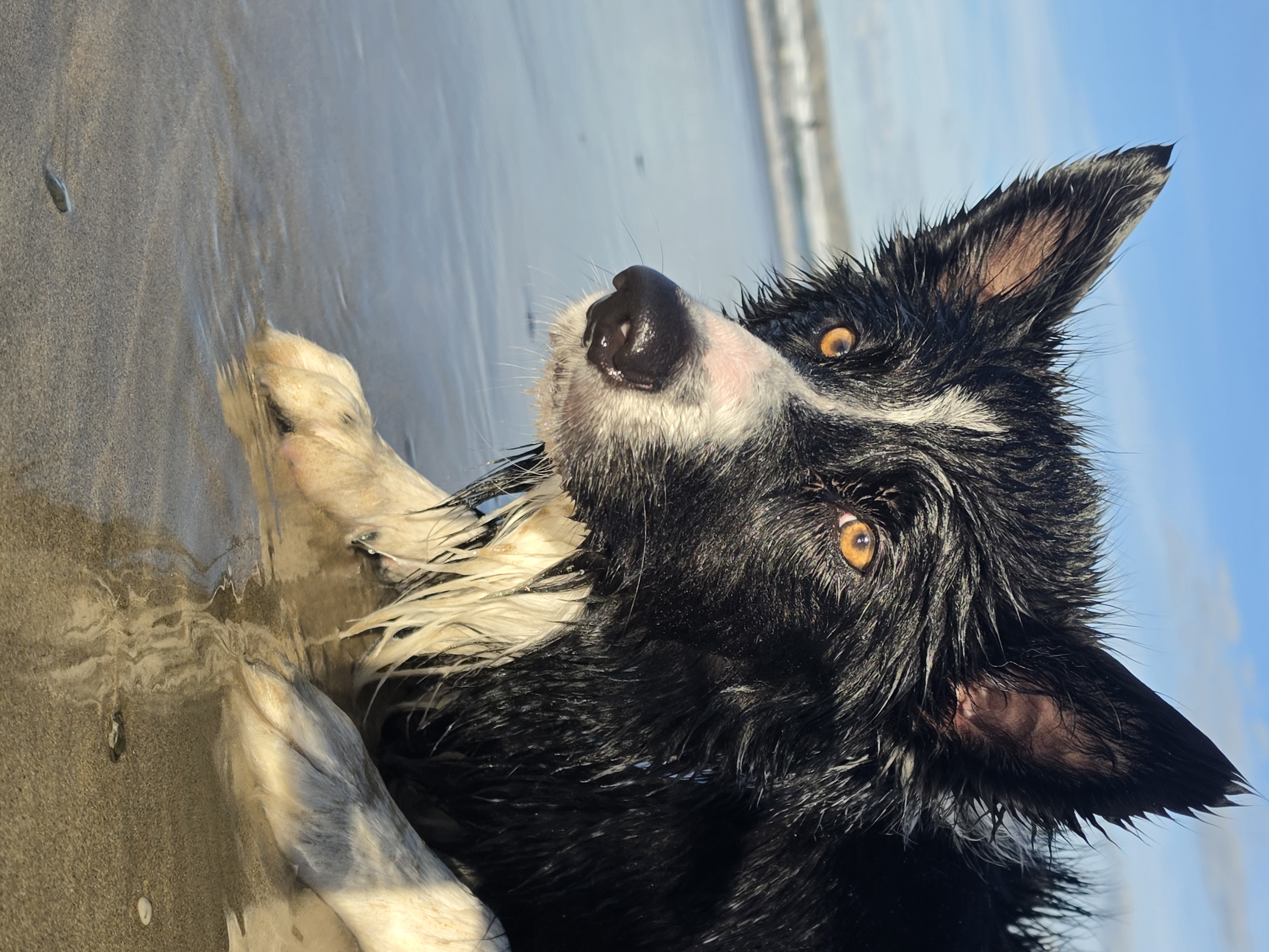 Bryn lying on a wet beach, with his white paws resting in shallow water